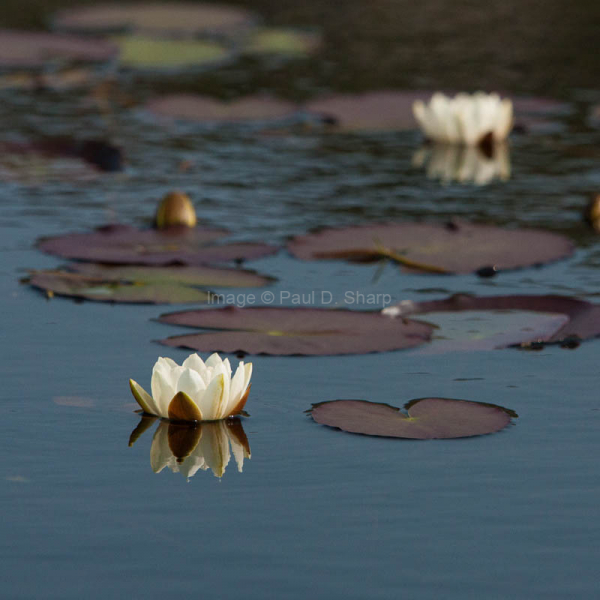 Water Lillies on Loch Dhailbeag